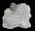 Wide, Enrolled Flexicalymene Trilobite - Ohio #61031-1